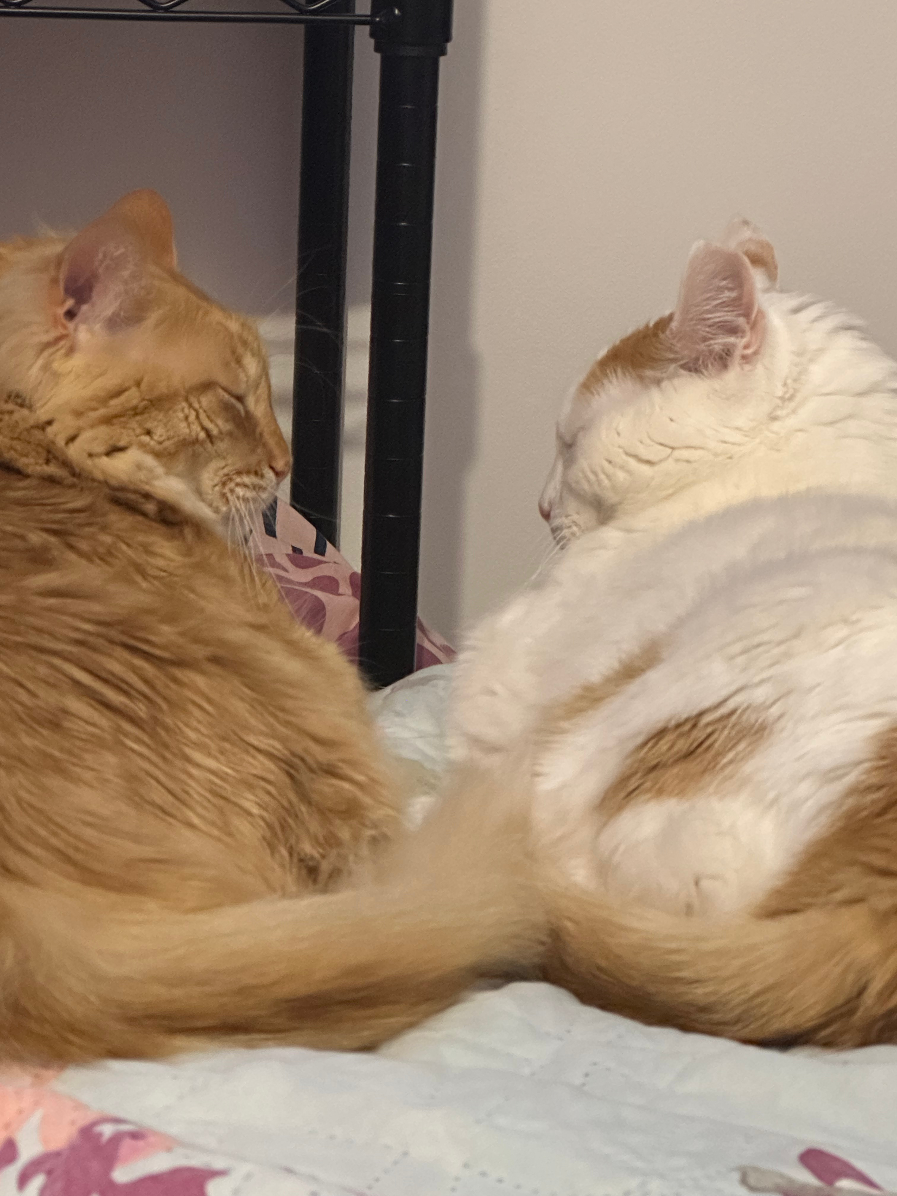 Dos gatos descansando en casa